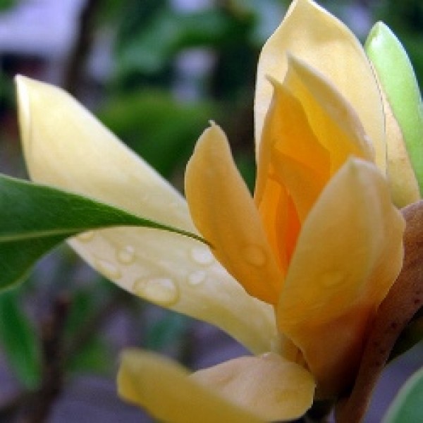 Kavati Chafa, Kawathi Chafa, Magnolia liliifera (yellow) flower plant